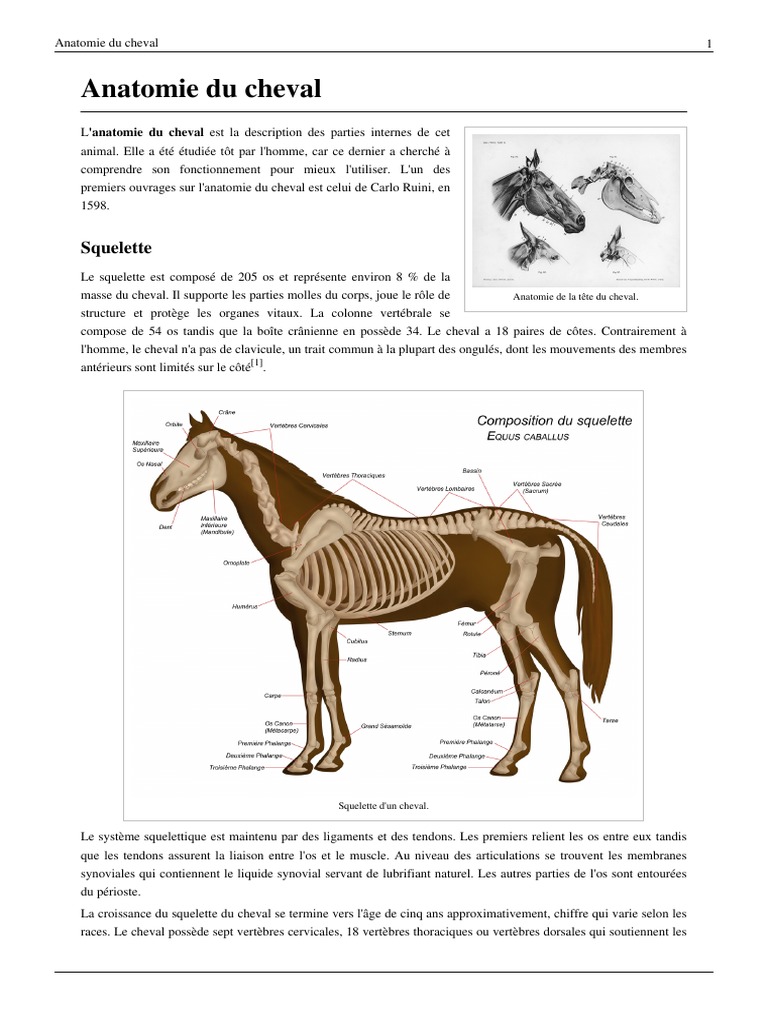 Anatomie Équine Simplifiée | PDF | Études des langues étrangères