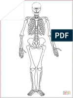 Plantilla Esqueletohumano