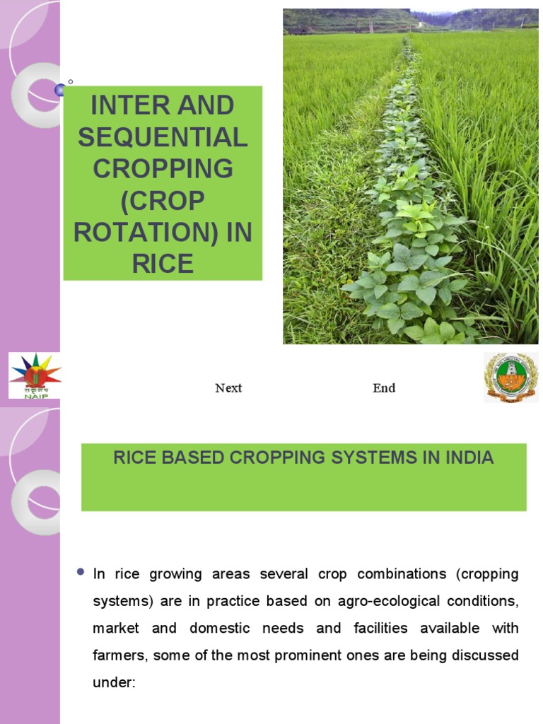 Rice Intercropping | Download Free PDF | Rice | Legume