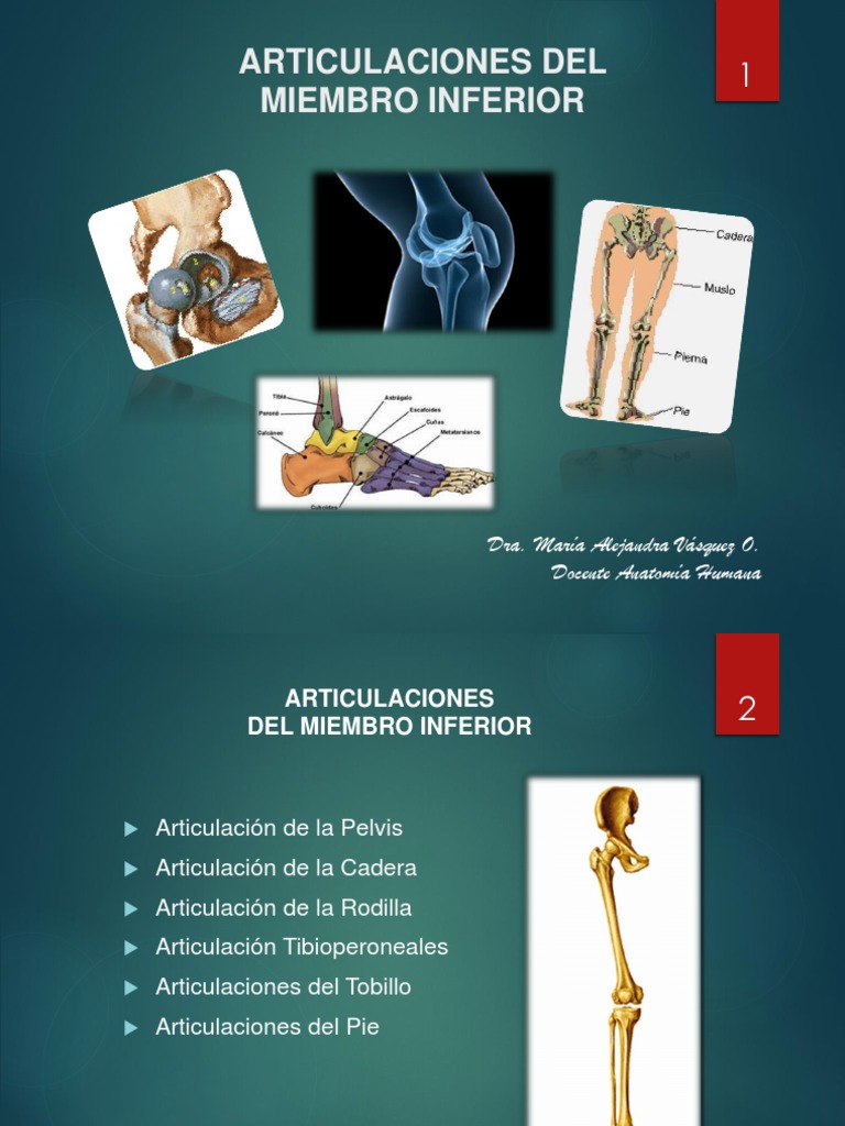 Articulaciones Del Miembro Inferior Pdf Pelvis Articulación