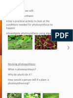 2 Photosynthesis and Testing Leaves For Starch