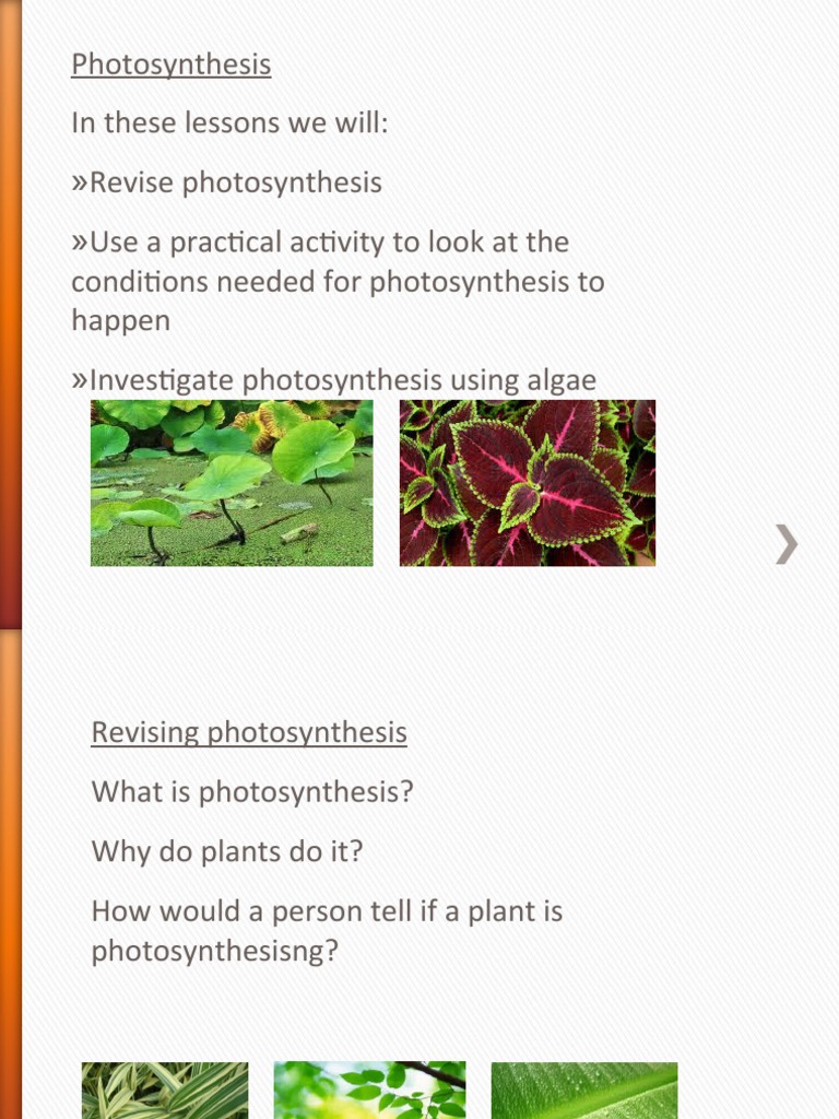 2 Photosynthesis and Testing Leaves For Starch PDF Photosynthesis