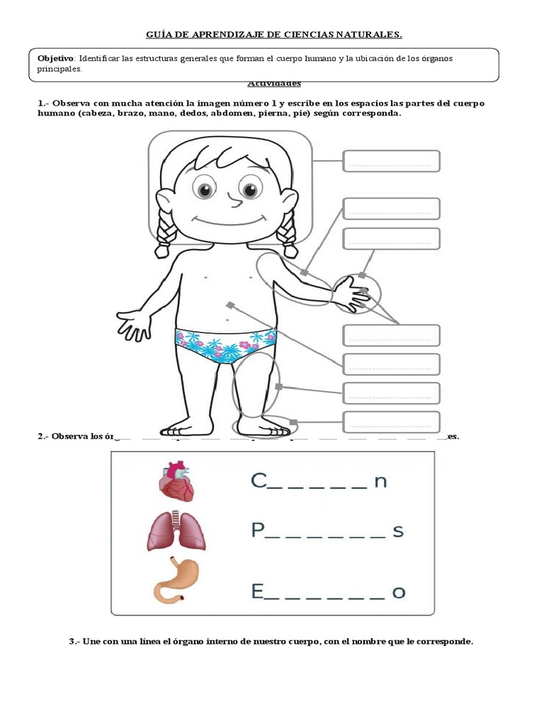 Guía Ciencias 2do Basico Pdf