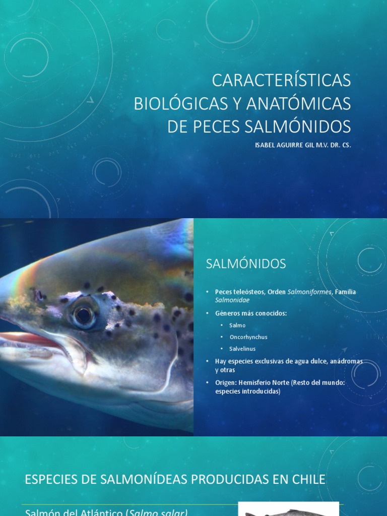 1 Características Biológicas y Anatómicas de Los Peces Salmónidos | PDF ...