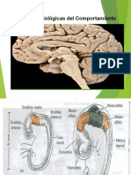 Bases Biológicas Del Comportamiento