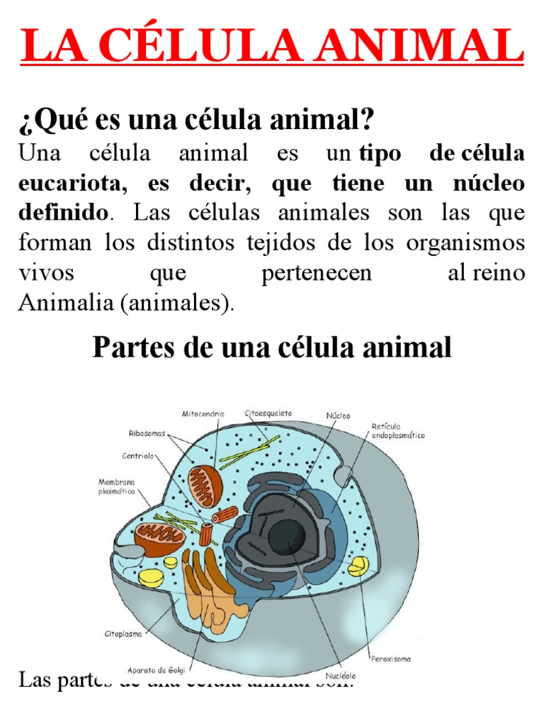 Resumen de la Célula Animal | PDF | Citoplasma | Biología Celular)