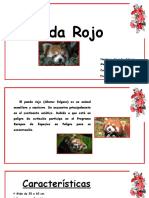 Panda Rojo
