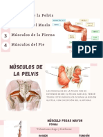 Músculos de Las Extremidades Inferiores