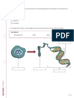 Genetics Homework Worksheet Support