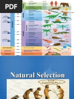 Evolution and Natural Selection Overview | PDF | Evolution | Natural ...
