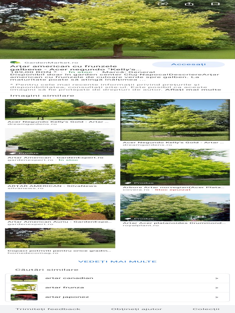 Copac Artar Foto - Căutare Google | PDF