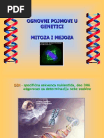 Mitoza I Mejoza