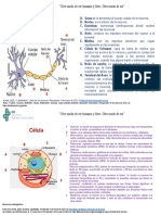 Neuron A