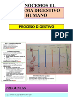 Conocemos El Sistema Digestivo Humanos