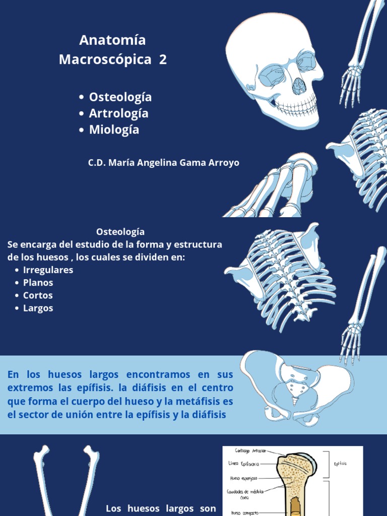 Anatomía Macroscópica | PDF
