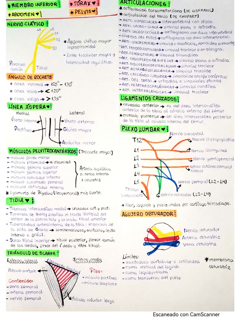 Anatomía 2 Resumen Pdf