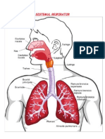 9.Boli Ale Sistemului Respirator