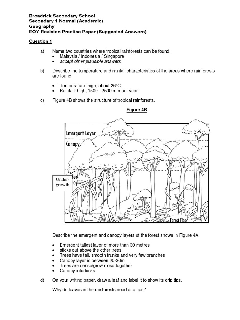 Rainforest Geography EOY Revision Guide | PDF | Rainforest | Trees
