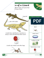 T T 2546707d ks1 How To Look After A Lizard Differentiated Reading Comprehension Activity