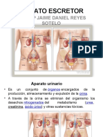 Clase A. Escretor y Sistema Circulatorio