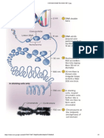 Chromosome Packing Ref 2.Jpg