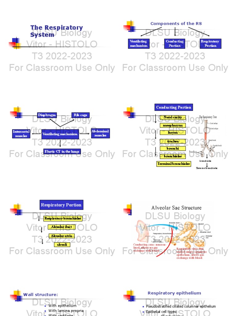 Histolo Lecture 5 Histology Of The Respiratory System Pdf