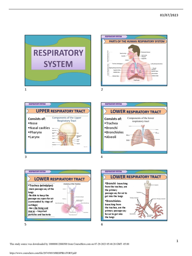 Overview of the Respiratory System | PDF | Respiratory Tract | Lung