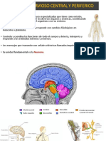 Sistema Nervioso Central Y Periferico: Neurona