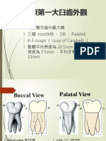 第五組 上顎大臼齒