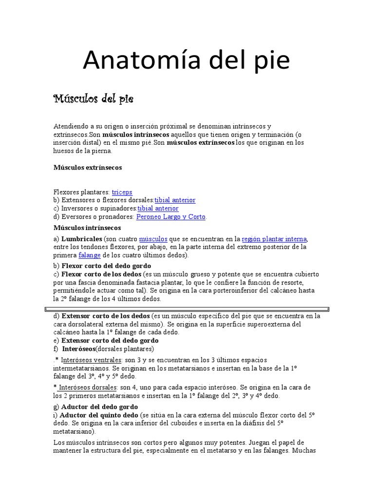Músculos y Huesos del Pie: Anatomía Completa | PDF | Pie | Sistema