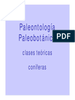 PALEOBOTNICA_0819_conferas