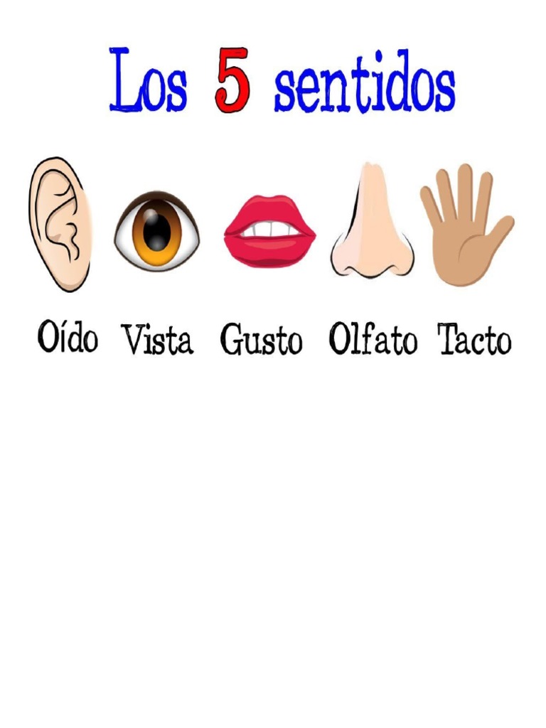Los Cinco Sentidos Del Cuerpo Humano Pdf