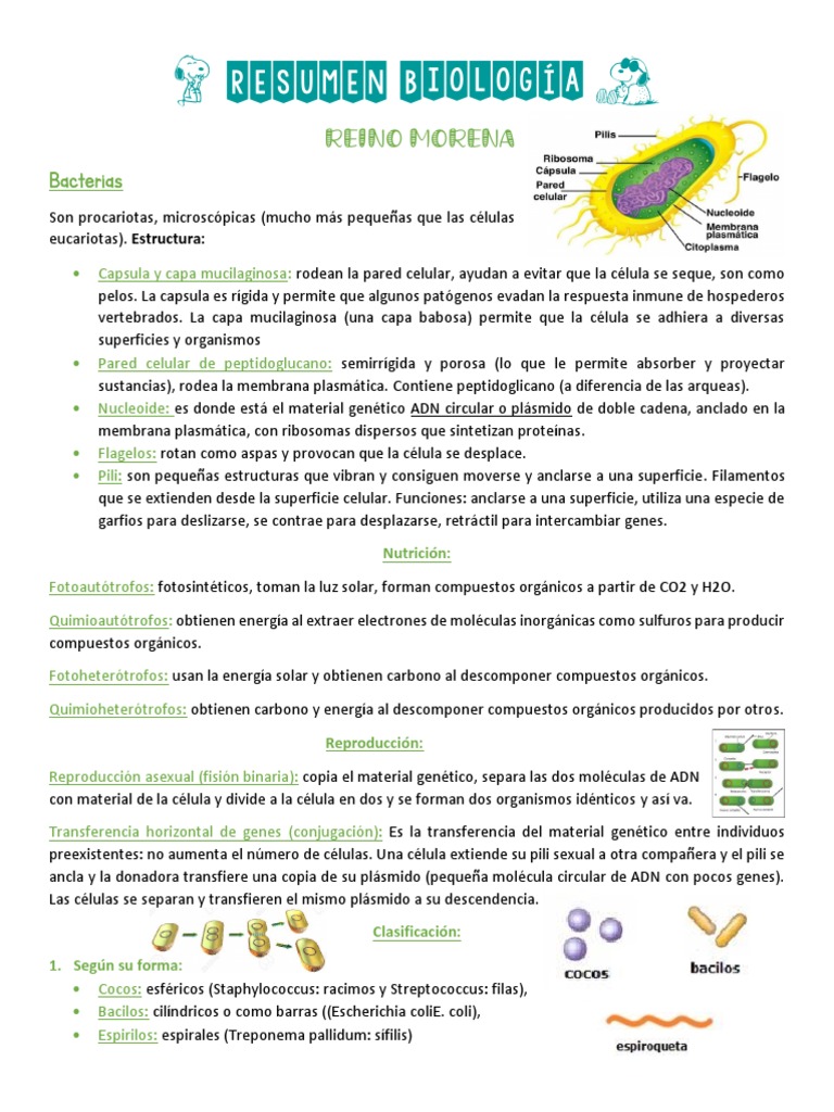 Estructura y Clasificación de Bacterias y Arqueas | PDF | Biología ...