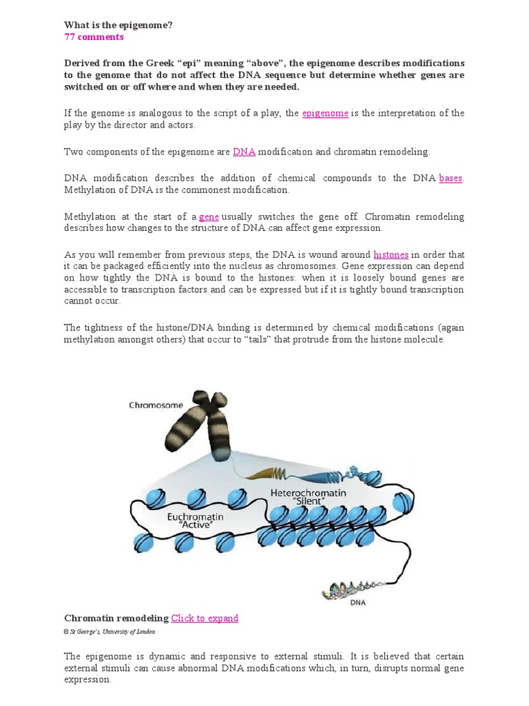 What Is The Epigenome | PDF | Dna | Chromatin