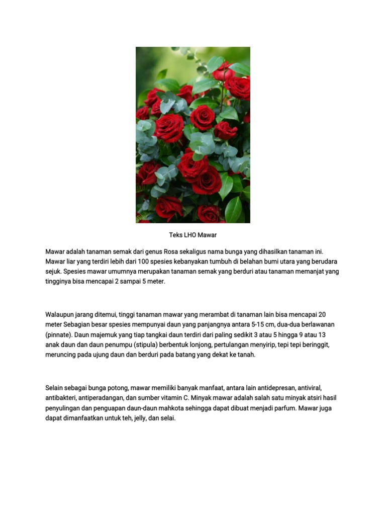 Teks LHO Mawar | PDF