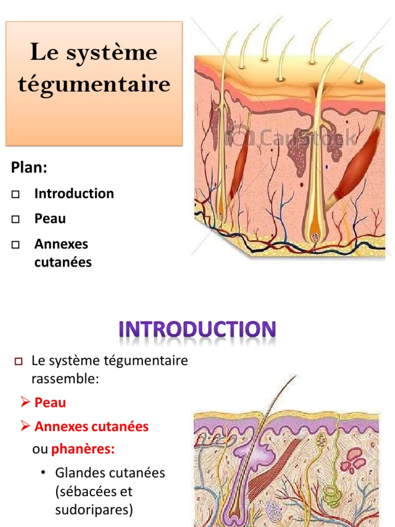3-Le Système Tégumentaire | PDF