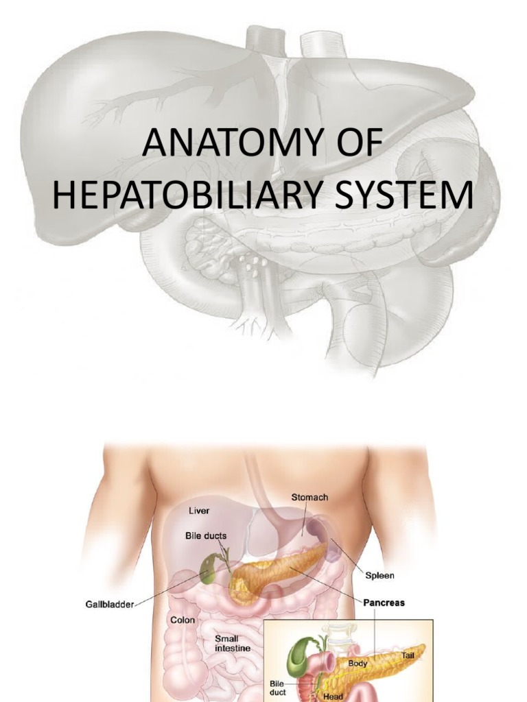 Anatomy and Functions of the Hepatobiliary System | PDF