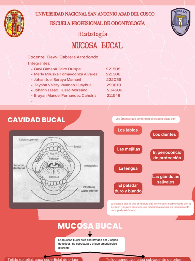 Mucosa Bucal Pdf Epitelio Membrana Mucosa