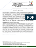 Productive Potential of Species Bambusa Vulgaris Schrad. Charcoal Grown in Timon, Ma