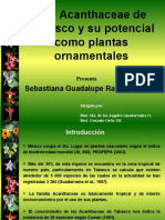 Acanthaceae Ornamentales