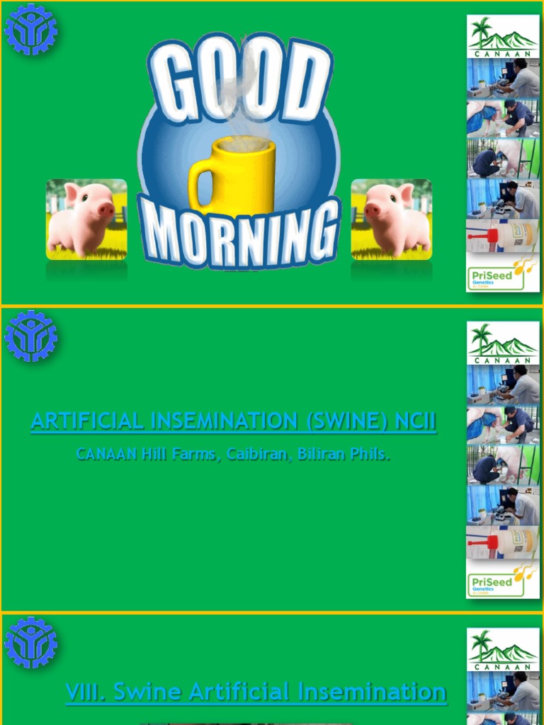 Swine Artificial Insemination Guide | PDF | Reproductive System | Pig