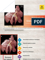 Patologia de Glandulas Anexas