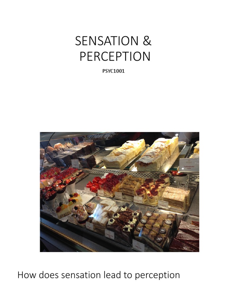 Lecture 3 Sensation and Perception | PDF | Perception | Senses