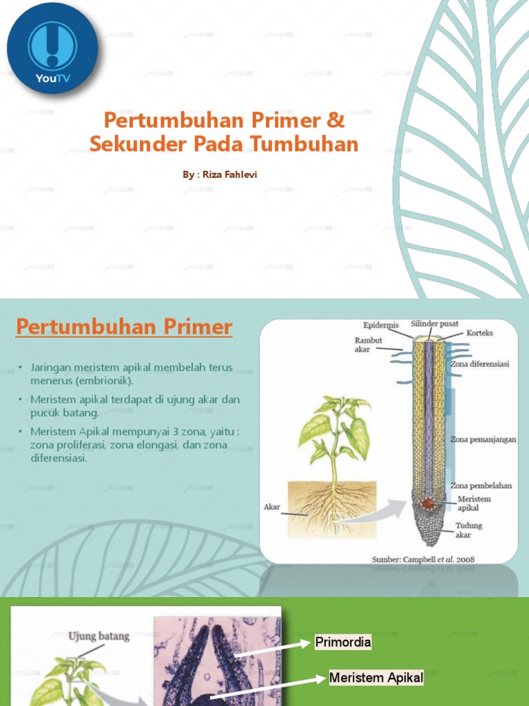 Pertumbuhan Primer dan Sekunder Tumbuhan | PDF