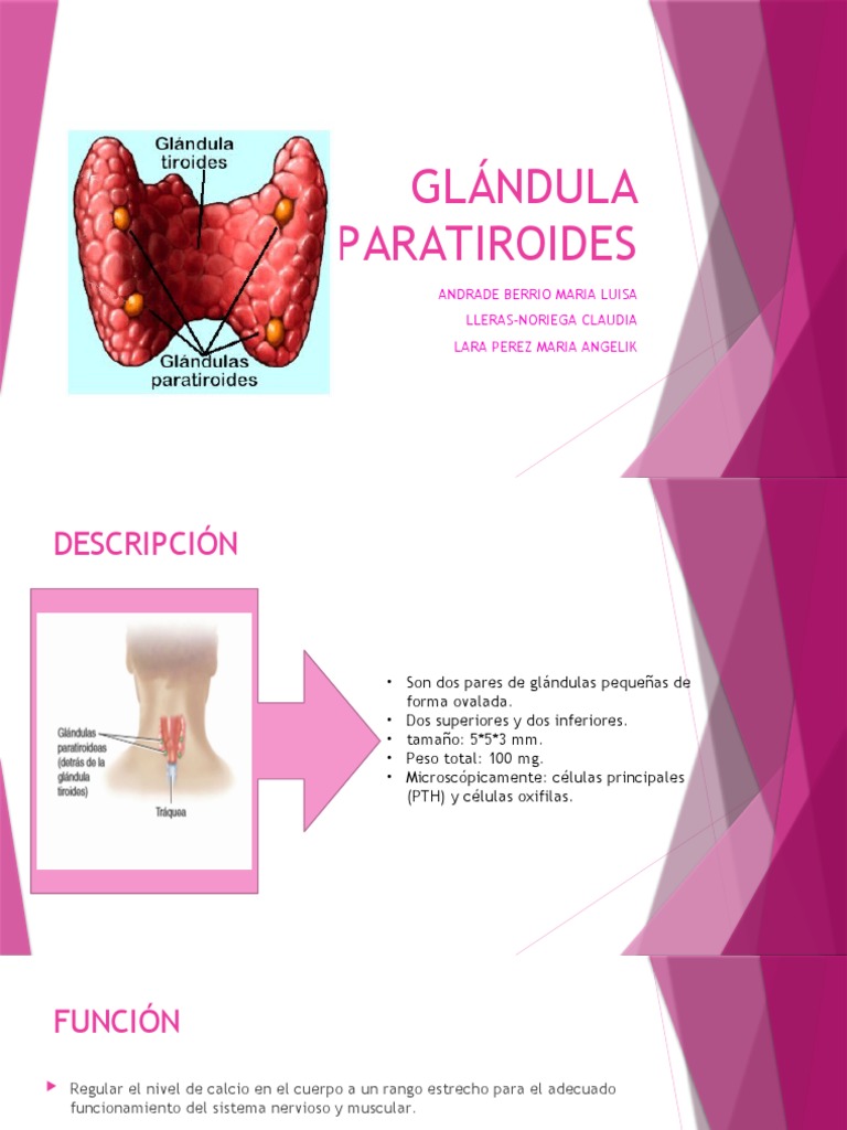 Glándula Paratiroides | PDF | Relaciones personales, crianza y ...