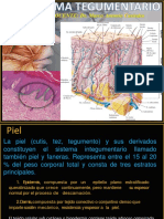 Sitema Tegumentario 2023 Oficial