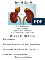 Adrenal Gland