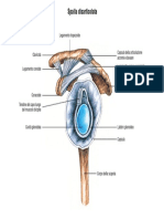 Spalla Disarticolata: Legamento Trapezoide