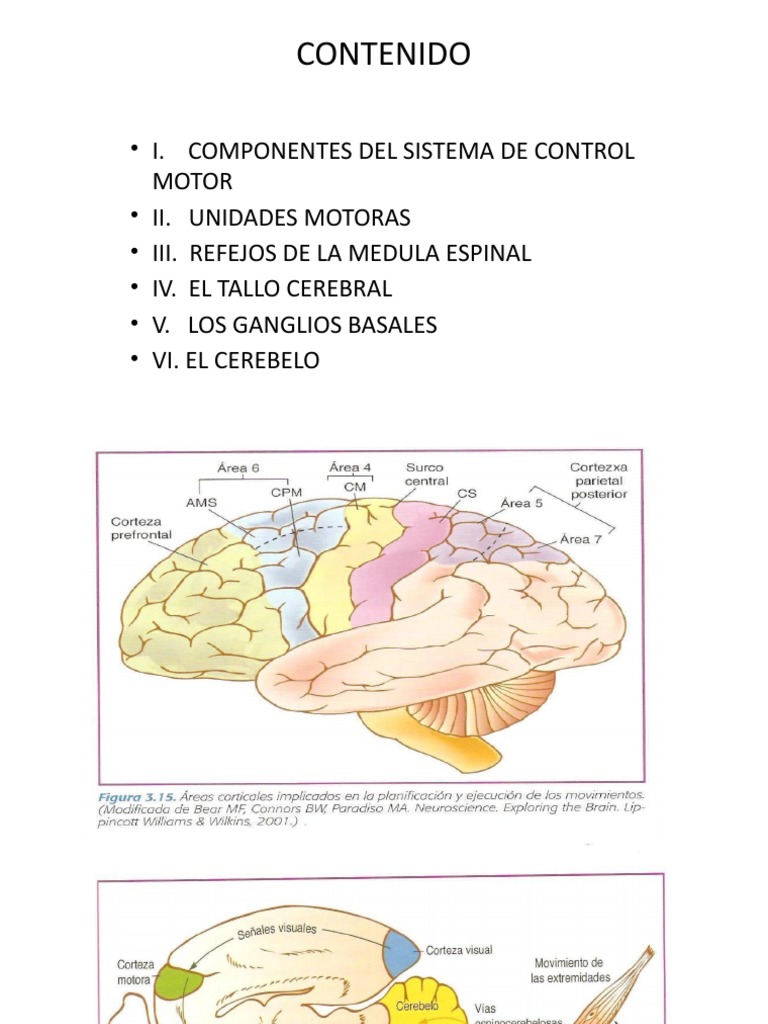 Control Motor TODO | PDF | Cerebelo | Ganglios basales