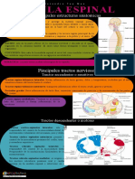 Infografia de La Medula Espinal